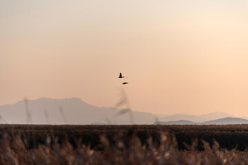 migration birds flying on the reed field during sunset
