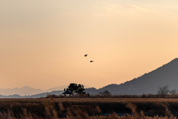 migration birds flying on the reed field during sunset