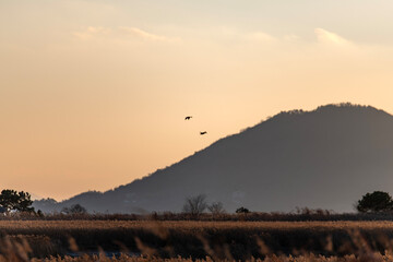 migration birds flying on the reed field during sunset