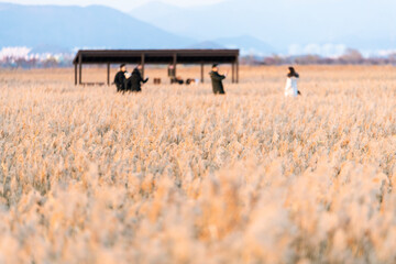 tourists and reed field in the afternoon