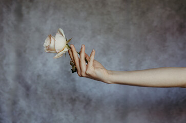 Outstretched female arm holding a white rose on neutral background