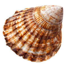 Fototapeta premium Close-up of a seashell, showing intricate, ribbed, and colorful patterns
