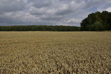 Feld und Wald zwischen Hildesheim und Salzgitter 