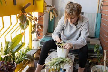 Woman repotting spider plant on balcony garden