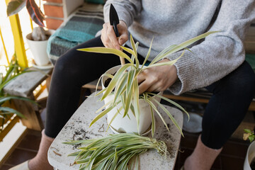 Woman repotting spider plant on balcony using small trowel