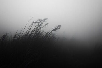 Windswept moors shrouded thick morning fog no human no labelling no logo