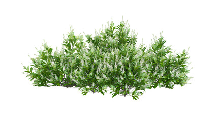 flowering bush isolated on transparent background.