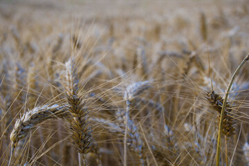 Fototapeta premium Close-up of golden wheat ears in a field, with soft focus background. Ideal for agricultural, organic food, and nature-related visual content. 