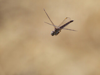 Dragonfly (Odonata) in flight with blurred background.