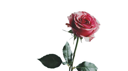 Elegant pink rose with green leaves against a white background showcasing beauty and simplicity in nature's design on transparent background