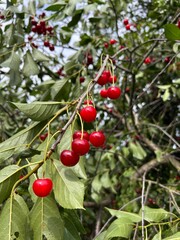 Obraz premium ripe cherries on branches, summer harvest 