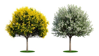 Obraz premium Two trees, one with yellow flowers, the other with white flowers, isolated on white