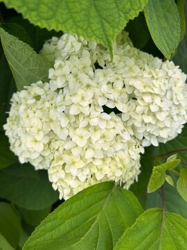 corymbose inflorescence of white hydrangea
