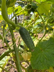 young cucumber in the garden
