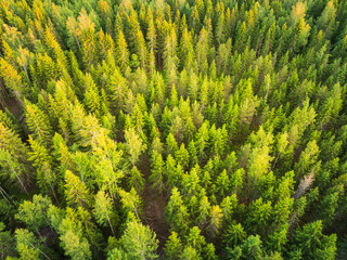 Stunning aerial top-down drone view of a lush mixed forest with vibrant green treetops in the summer. © Dmitri