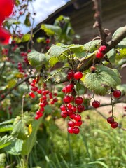 Obraz premium ripe red currants on a branch 