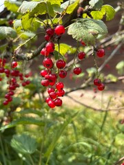 ripe red currants on a branch
