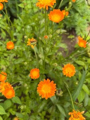 blooming calendula
