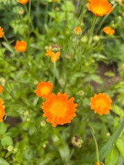 orange calendula flowers
