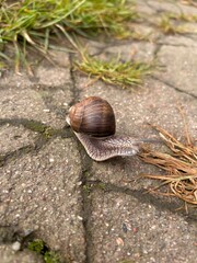 snail on asphalt
