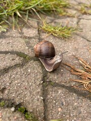 snail on asphalt
