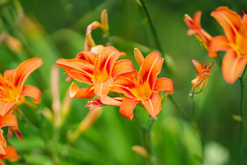 Vibrant orange lilies bloom in a lush garden during a sunny summer afternoon