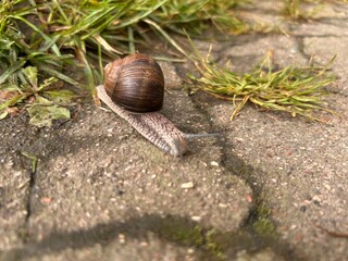 snail on asphalt
