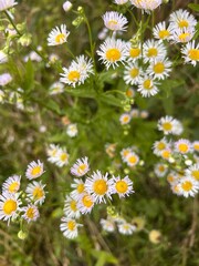 flowers of small daisies
