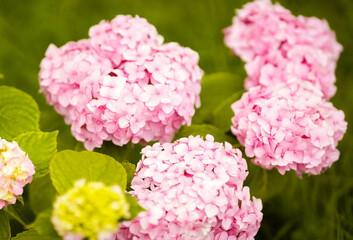 Beautiful pink hydrangeas blooming in a lush garden during spring