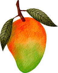 Watercolor Illustration of Tropical Mango