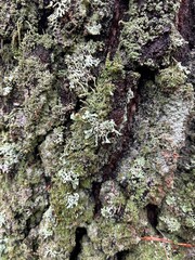 pine bark background
