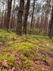 view forest with moss and pine trees
