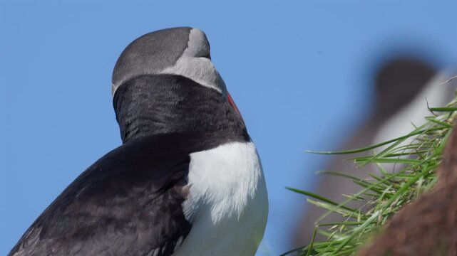 Closeup of a puffin, slow-motion