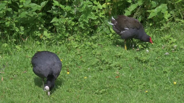 Coot (Fulica atra) left and Moorhen (Gallinula Chloropus)  right looking for food on a lawn, showing the differences between the species. July, Kent, UK [Half speed]