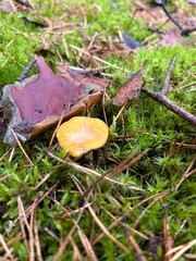 chanterelles in the forest

