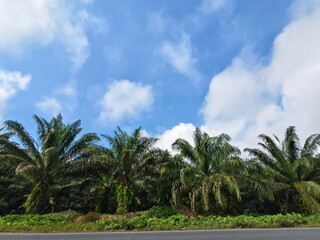 Obraz premium oil palm plantation with blue sky background