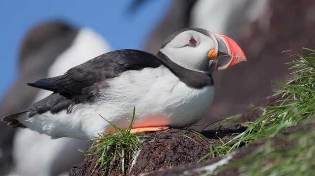 Puffin resting on a windy cliff with some grass, slow-motion