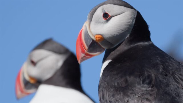 Puffin in closeup, other one out of focus in the background, slow-motion