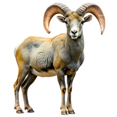 Bighorn Sheep Isolated on White Background