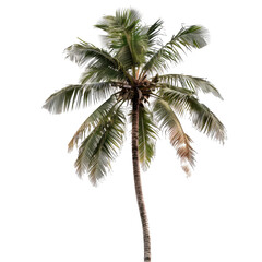 Isolated palm tree against black background