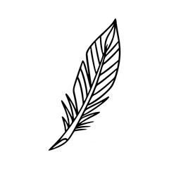 Obraz premium abstract nature feather line art