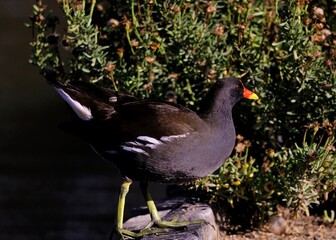 close up of a moorhen