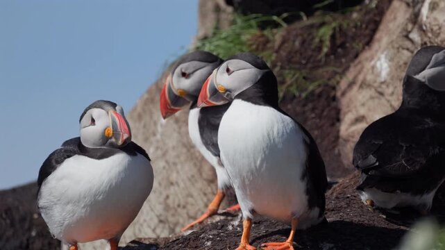 Puffins standing together, slow-motion