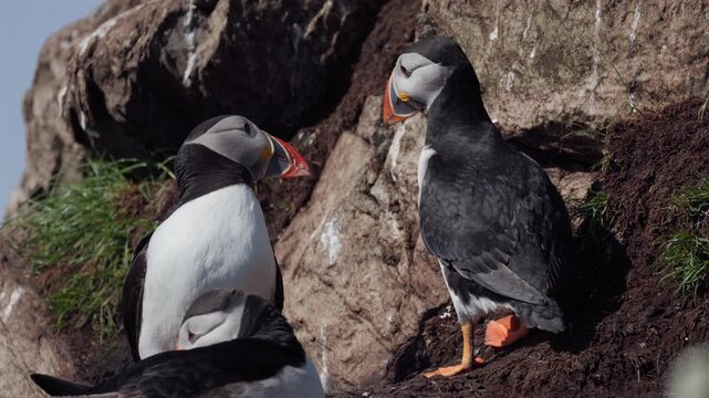Two puffins looking at each other, slow-motion