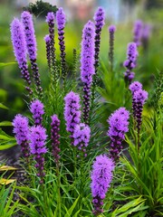 Vibrant purple Liatris spicata flower in full bloom