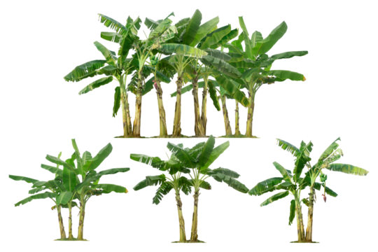 banana trees isolated on transparent background.