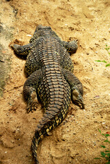 A large Nile crocodile sleeping on a zoo