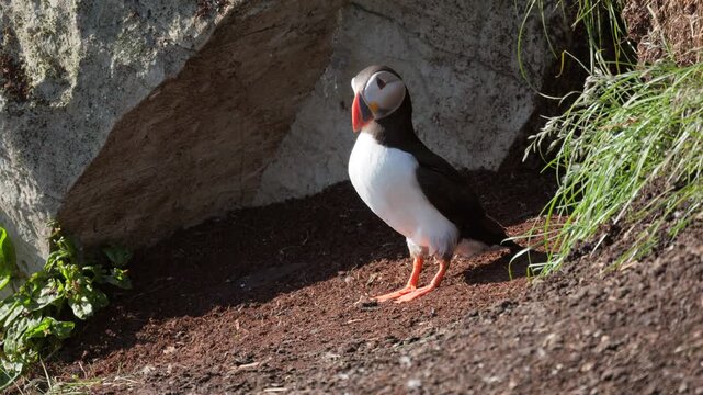 Puffin walking to the frame from a nest hole, slow-motion