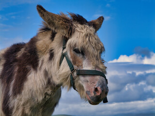 A fuzzy donkey stands under a striking blue sky in Ireland, capturing the essence of rural life.