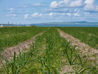 Vibrant onion crops stretch towards the horizon against a backdrop of blue skies and distant mountains in Kerry, Ireland.